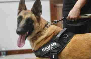  Cão da Polícia Científica detecta vestígios de sangue que olho humano não encontra